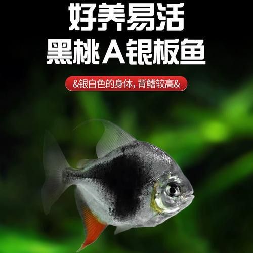 招財(cái)魚和龍魚混養(yǎng)會(huì)怎么樣嗎圖片