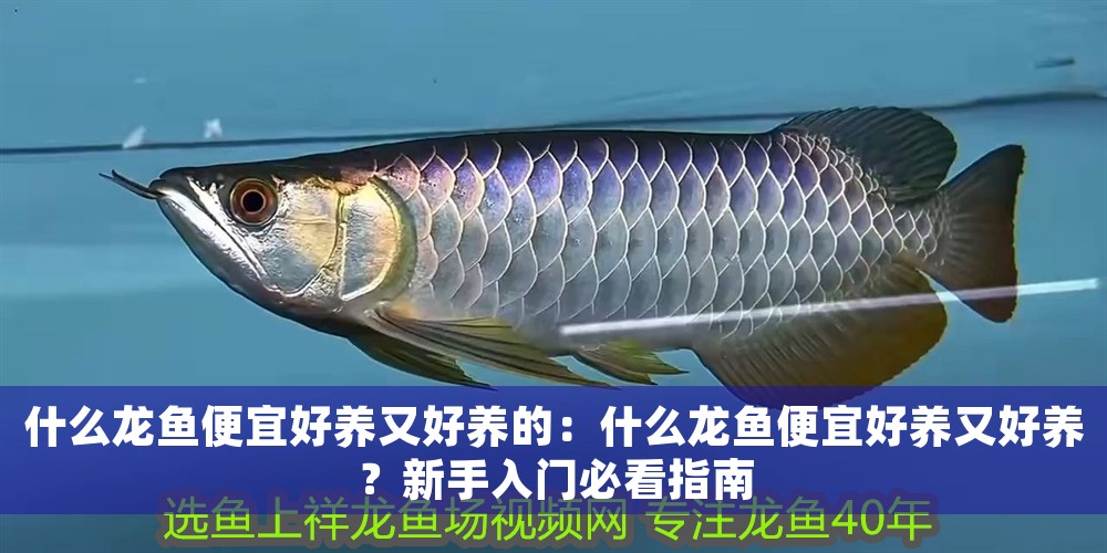 什么龍魚(yú)便宜好養(yǎng)又好養(yǎng)的：什么龍魚(yú)便宜好養(yǎng)又好養(yǎng)？新手入門(mén)必看指南
