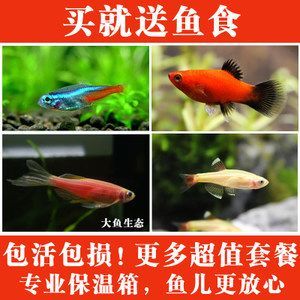 常見淡水觀賞魚的種類和特點有哪些：常見淡水觀賞魚的種類和特點