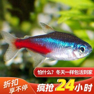 常見淡水觀賞魚的種類和特點有哪些：常見淡水觀賞魚的種類和特點