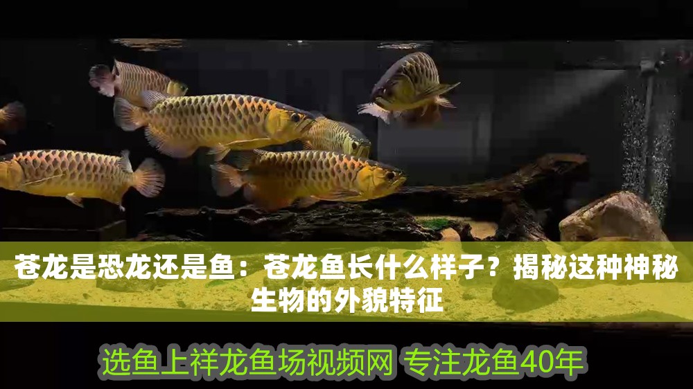 蒼龍是恐龍還是魚：蒼龍魚長什么樣子？揭秘這種神秘生物的外貌特征