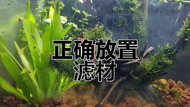 龍魚缸底濾濾材擺放順序