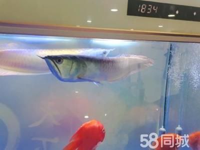 龍魚可以跟招財貓一起養嗎，龍魚可以和招財貓魚一起養嗎
