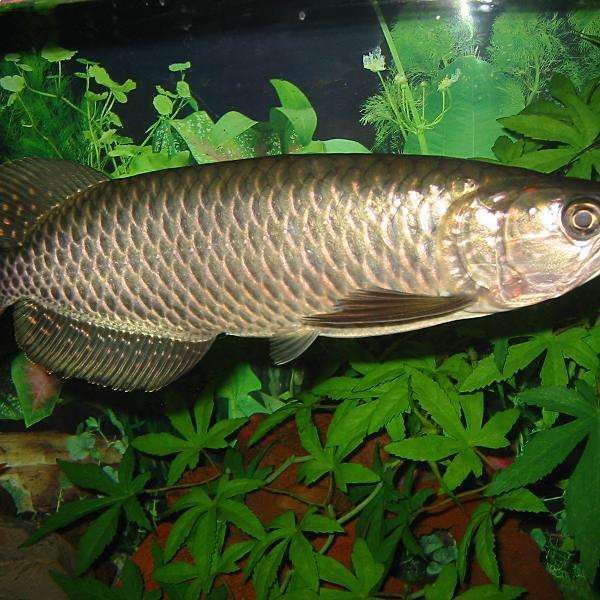 像龍魚一樣的小型魚叫什么 像龍魚一樣的小型魚叫什么 龍魚百科 第1張