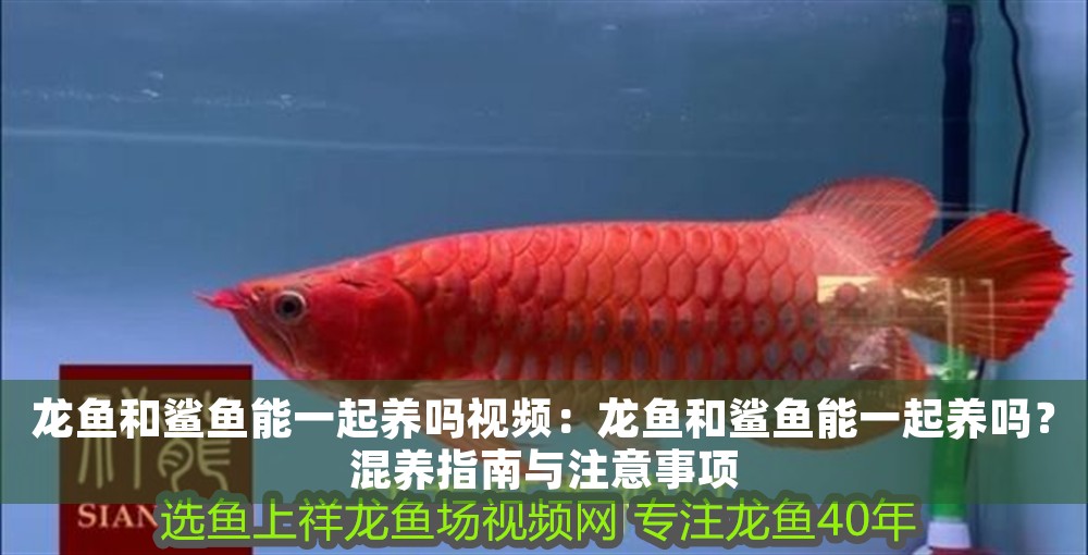 龍魚和鯊魚能一起養嗎視頻：龍魚和鯊魚能一起養嗎？混養指南與注意事項