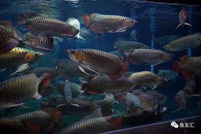 金龍魚養(yǎng)殖基地在哪里（北京千湖龍魚養(yǎng)殖基地）