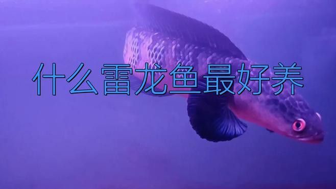 新手養(yǎng)龍魚入門什么魚好養(yǎng)