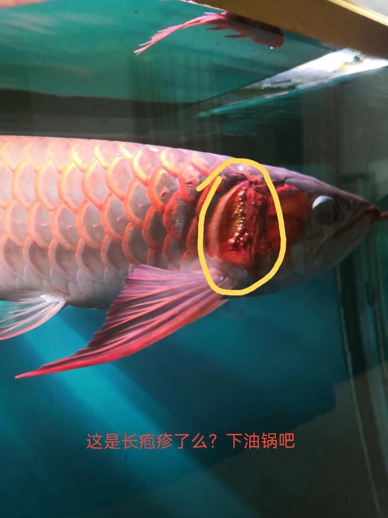金龍魚翹嘴是為什么呢 金龍魚翹嘴是為什么呢 龍魚百科 第6張