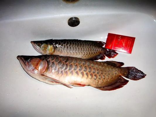 龍魚CT圖，關(guān)于龍魚ct圖的查詢