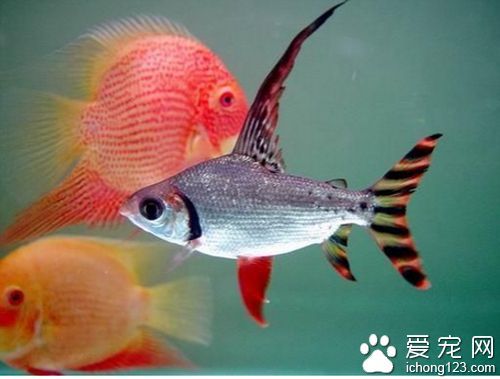 飛鳳魚不要和龍魚混養(yǎng):飛鳳魚和龍魚是否適合混養(yǎng),一直是養(yǎng)魚愛好者關(guān)注的話題 龍魚百科 第2張 飛鳳魚不要和龍魚混養(yǎng):飛鳳魚和龍魚是否適合混養(yǎng),一直是養(yǎng)魚愛好者關(guān)注的話題 飛鳳魚不要和龍魚混養(yǎng):飛鳳魚和龍魚是否適合混養(yǎng),一直是養(yǎng)魚愛好者關(guān)注的話題 龍魚百科 第2張
