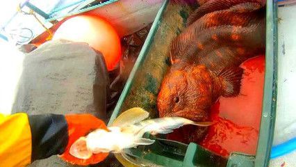 龍魚是否可以吃熟食（龍魚可以吃熟食嗎？）