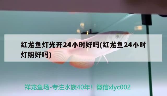 紅龍魚24小時燈照好嗎（紅龍魚光照周期設置技巧）