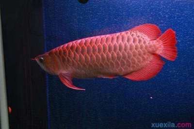 紅龍魚怎么才能養(yǎng)好一點（養(yǎng)好紅龍魚需要注意以下幾個方面）