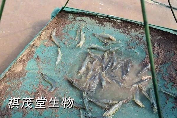 龍魚身上有粘液和氣泡