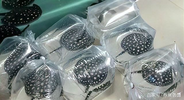 龍魚身上有粘液和氣泡