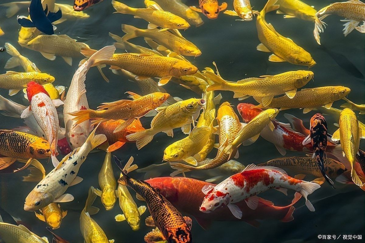 龍魚身上有粘液和氣泡