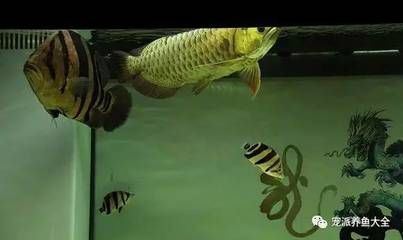 龍魚追著虎魚打：如何防止龍魚和虎魚發(fā)生爭斗？
