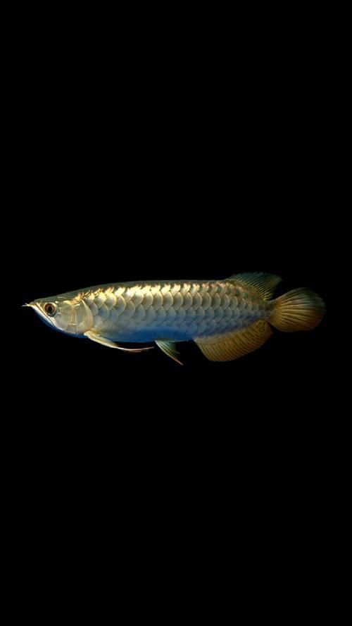 龍魚(yú)圖片作為壁紙高清版