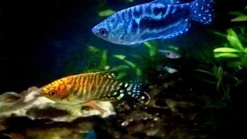 黃藍(lán)龍魚家養(yǎng)好不好