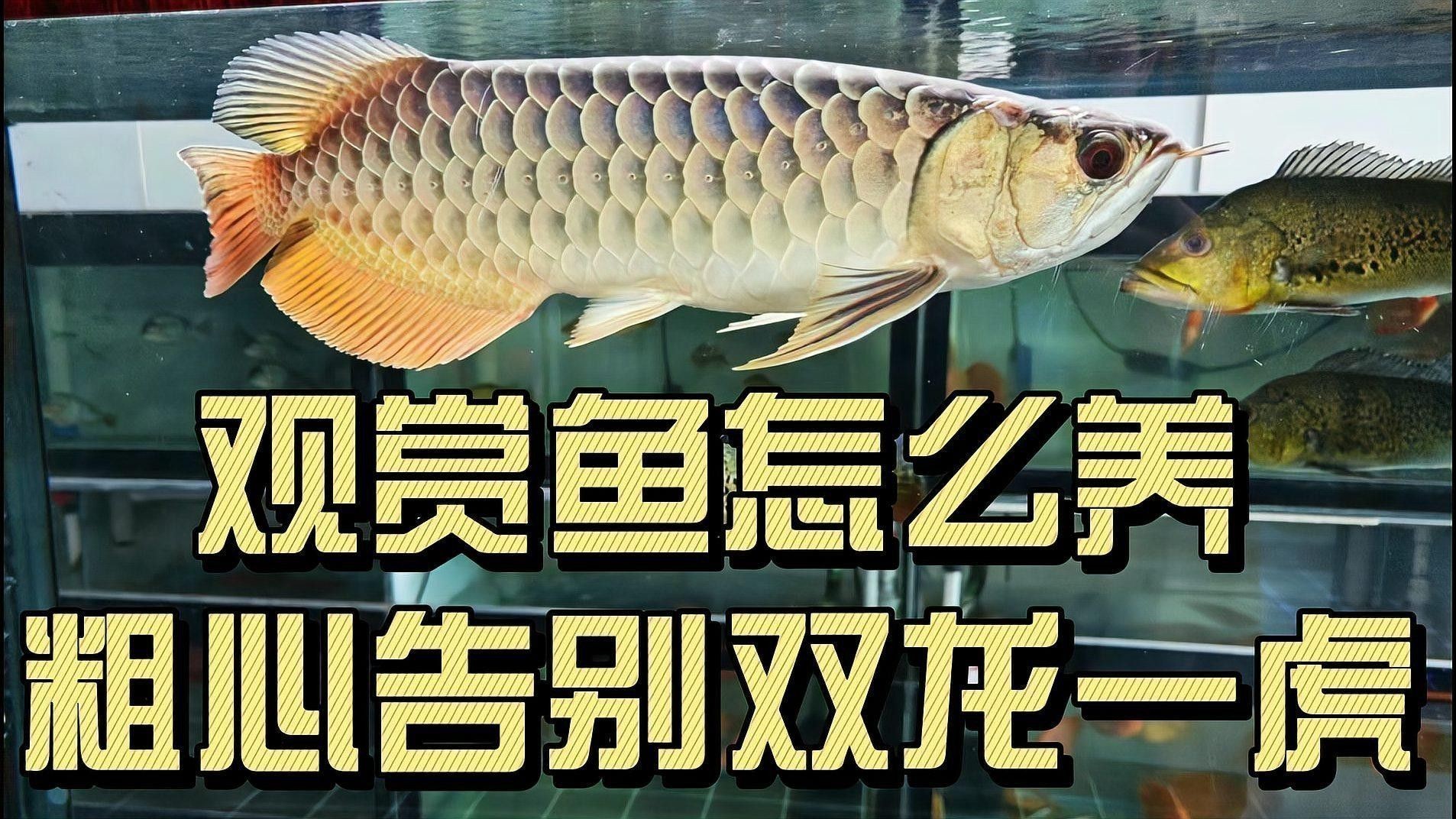 紅龍魚是金龍魚嗎怎么養活
