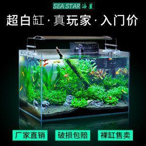 超白缸養龍魚好不好養活：超白缸養龍魚好不好養活龍魚的注意事項
