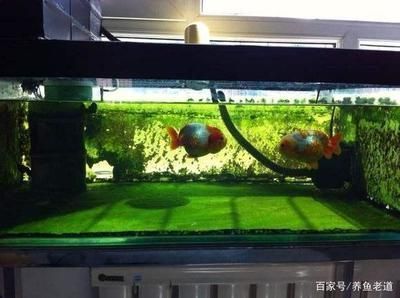 龍魚缸上過濾好還是下過濾好：龍魚缸上過濾和下過濾各有優(yōu)缺點(diǎn)