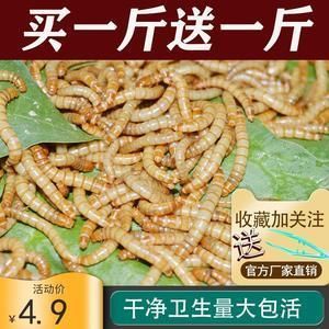 龍魚可以一直吃面包蟲嗎：長期單一喂食可能導致龍魚營養不均衡，但長期單一喂食可能導致營養不均衡