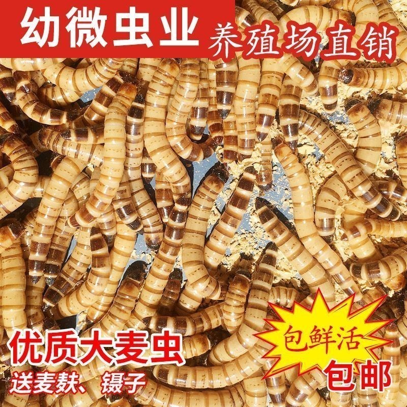 龍魚可以一直吃面包蟲嗎：長期單一喂食可能導致龍魚營養不均衡，但長期單一喂食可能導致營養不均衡