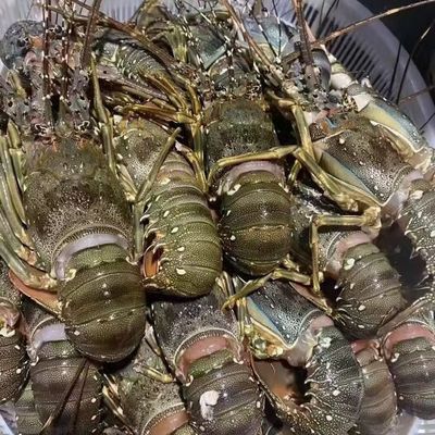 青龍魚價格多少錢一條（青龍魚的價格因多種因素而異）