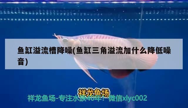 金龍魚壽命多久：金龍魚的壽命一般在15年至數十年至數十年不等