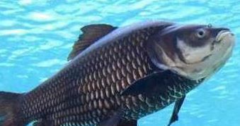 印尼紅龍魚苗圖片大全：印尼紅龍魚魚苗的價格多少錢一條？全面解析紅龍魚市場行情