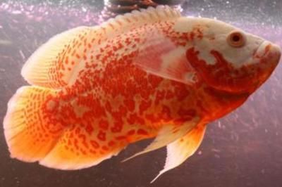 印尼紅龍魚苗圖片大全：印尼紅龍魚魚苗的價格多少錢一條？全面解析紅龍魚市場行情