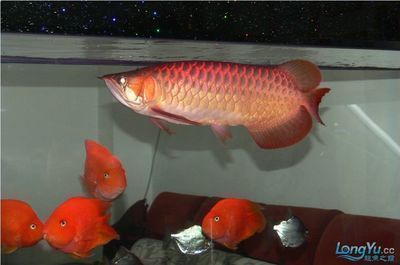龍魚到家幾天危險期：龍魚到家幾天危險期是什么意思