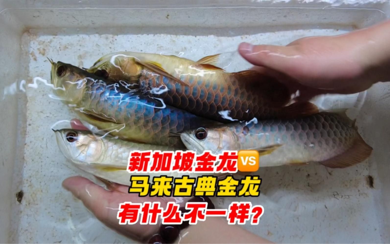 馬來西亞古典藍底金龍
