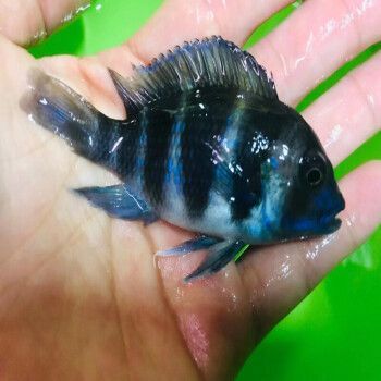 龍魚配伊巴卡怎么樣（伊巴卡魚和龍魚可以混養嗎？）