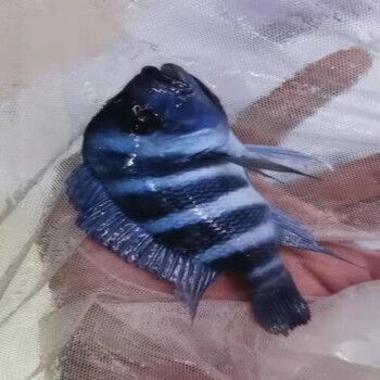龍魚配伊巴卡怎么樣（伊巴卡魚和龍魚可以混養嗎？）