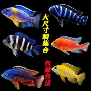 龍魚配伊巴卡怎么樣（伊巴卡魚和龍魚可以混養嗎？）
