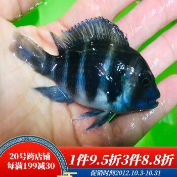 龍魚配伊巴卡怎么樣（伊巴卡魚和龍魚可以混養嗎？）