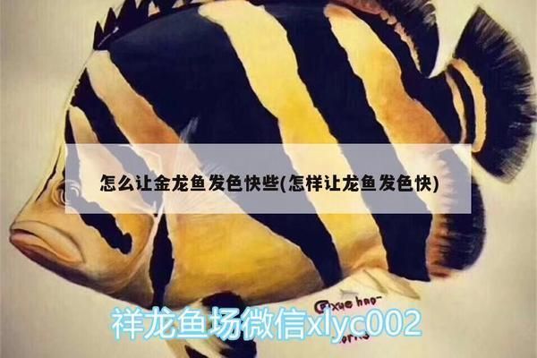 如何促進龍魚發色快：促進龍魚發色的快速方法