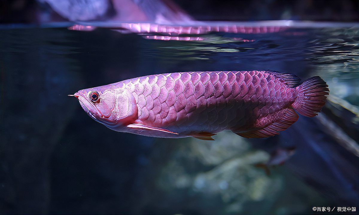 龍魚趴缸底最忌三種東西