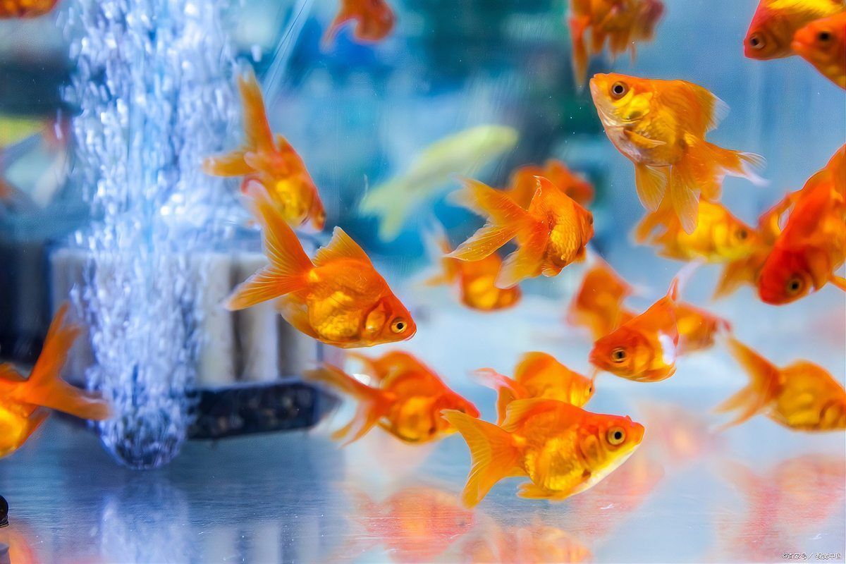 金魚尾巴爛了怎么辦 龍魚百科 第5張 金魚尾巴爛了怎么辦 金魚尾巴爛了怎么辦 龍魚百科 第5張