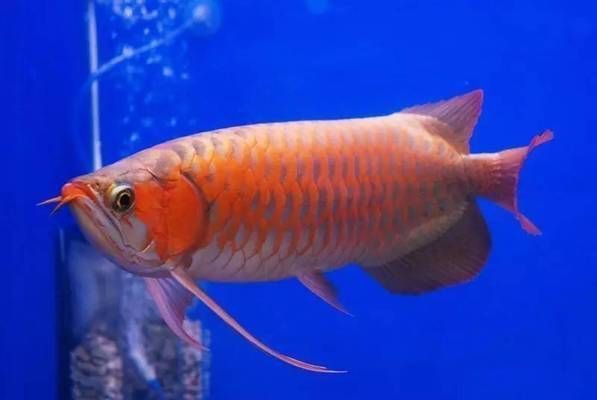 龍魚突然死了原因分析圖（龍魚死亡的原因分析）