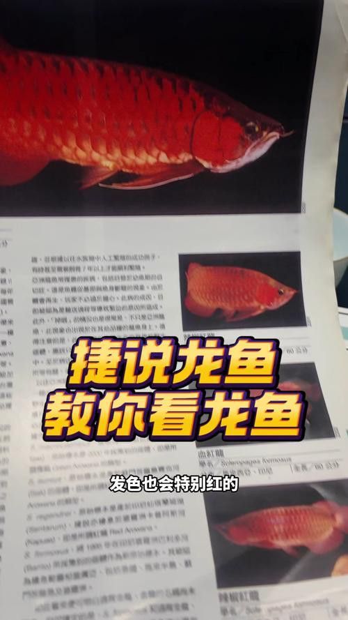 哪個平臺有紅龍幼苗的買家評價