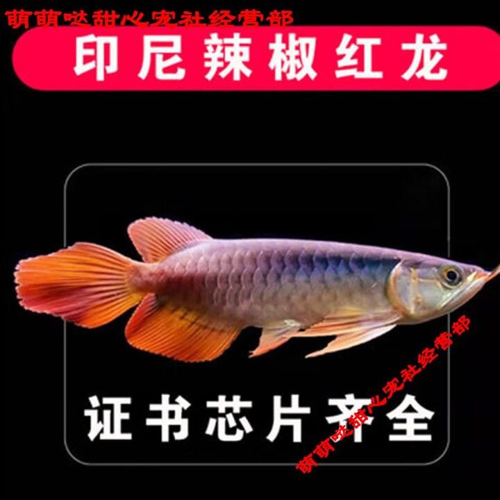 哪個平臺有紅龍幼苗的買家評價