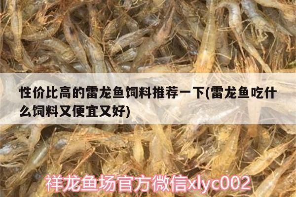 雷龍魚怎么馴食飼料，如何馴服雷龍魚吃飼料
