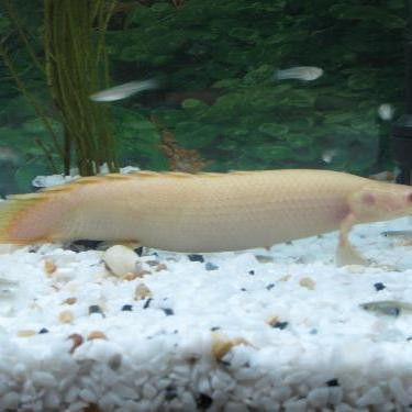 六角恐龍魚食量有多大