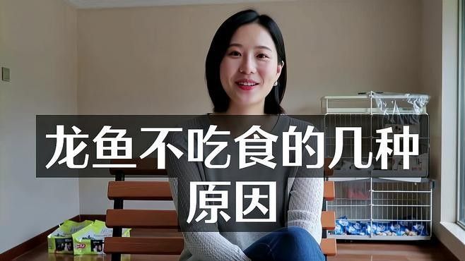 龍魚跳缸摔了一下一直不吃食