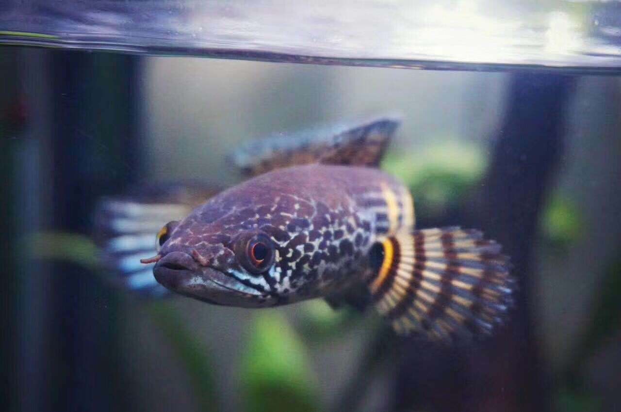 龍魚鉆石眼什么意思：如何鑒別天然鉆石眼龍魚