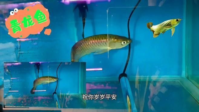 青龍魚長大后圖片視頻大全