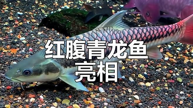 青龍魚長大后圖片視頻大全
